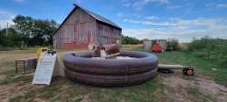 Mechanical bull2 1735245383 Mechanical Bull